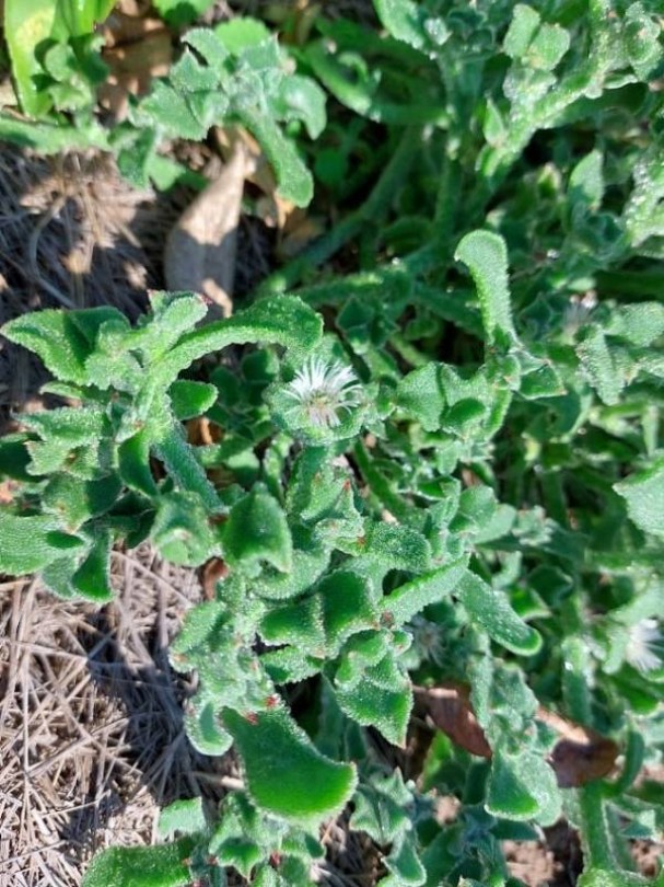 Ízletes kristályvirág, Mesembryanthemum crystallinum, saláta